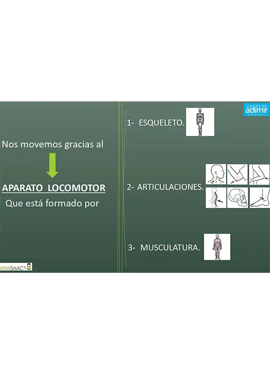 Power point: el aparato locomotor