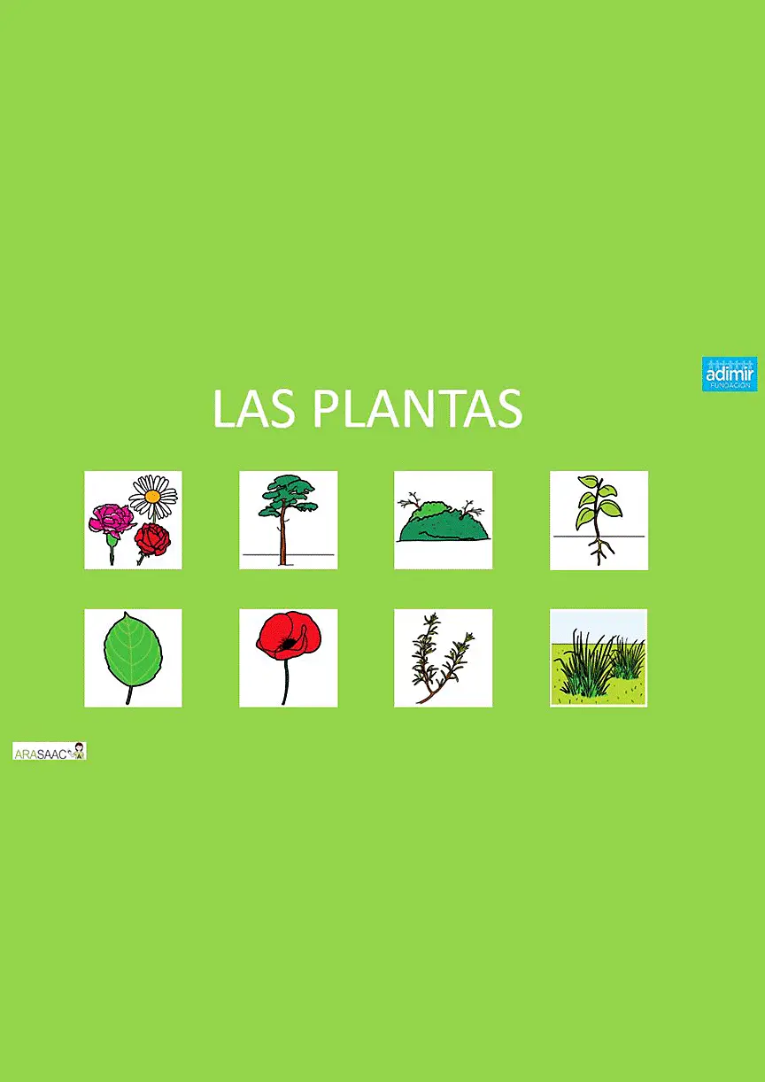 Power point: las plantas