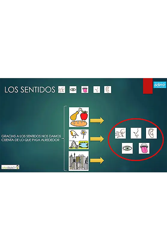 Power point: los sentidos y el movimiento